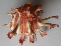 Spondylus foliaceus 1)   Schreibers, 1793